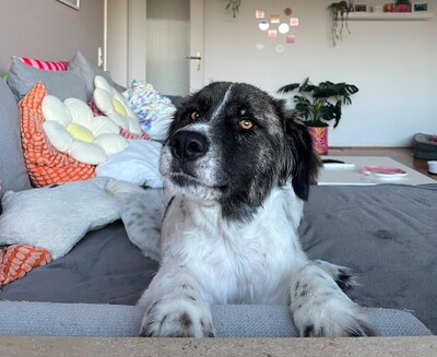 Bella, Mischling - Hündin
