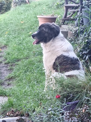 Bella, Mischling - Hündin