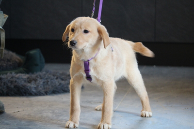 Bella, Mischling Welpen - Hündin