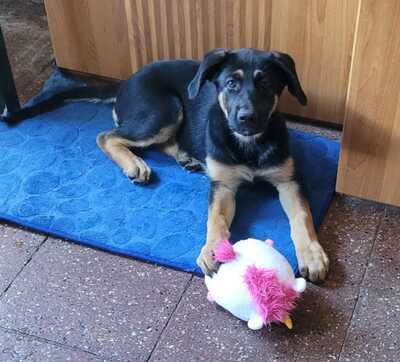 Bella, Schäferhund-Husky-Mix Welpen - Hündin