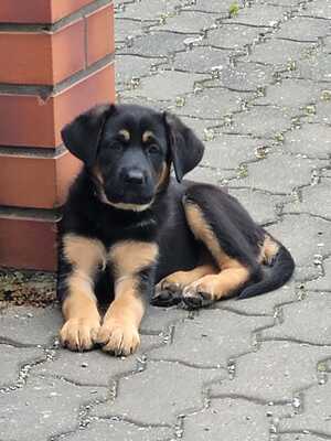 Bella, Schäferhund-Husky-Mix Welpen - Hündin
