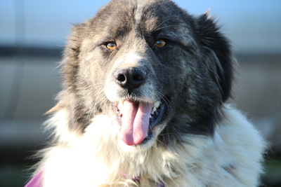 Bella, mischling - Hündin