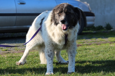 Bella, mischling - Hündin