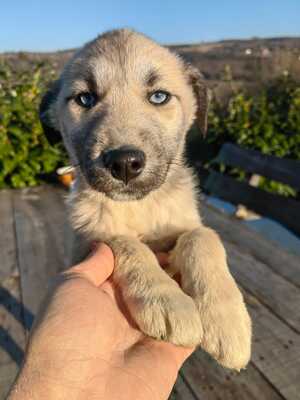 Bella mit wunderschönen blauen Augen, Husky-Mischling Welpen - Hündin
