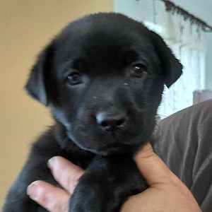 Bella sucht ein Zuhause, unbekannt Welpen - Hündin