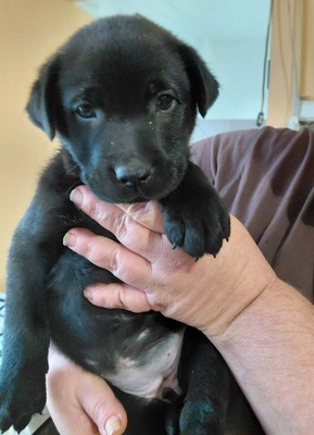 Bella sucht ein Zuhause, unbekannt Welpen - Hündin