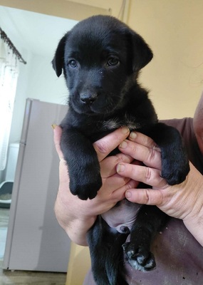 Bella sucht ein Zuhause, unbekannt Welpen - Hündin