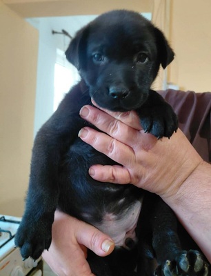 Bella sucht ein Zuhause, unbekannt Welpen - Hündin