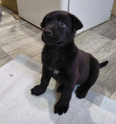 Bella sucht ein Zuhause, unbekannt Welpen - Hündin