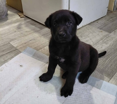 Bella sucht ein Zuhause, unbekannt Welpen - Hündin