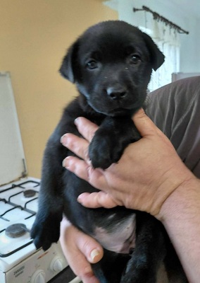 Bella sucht ein Zuhause, unbekannt Welpen - Hündin