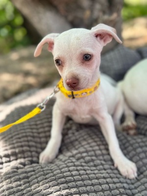 Bella sucht warmes Körbchen, Chihuahua-Mischling Welpen - Hündin