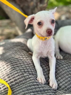 Bella sucht warmes Körbchen, Chihuahua-Mischling Welpen - Hündin