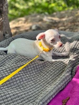 Bella sucht warmes Körbchen, Chihuahua-Mischling Welpen - Hündin