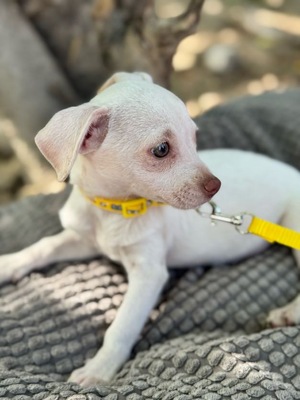 Bella sucht warmes Körbchen, Chihuahua-Mischling Welpen - Hündin