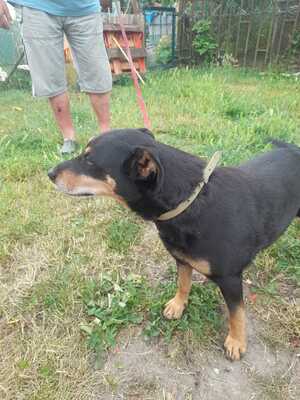 Bella2, Mischling - Hündin