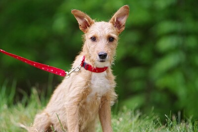 Belle, Mischling Welpen - Hündin