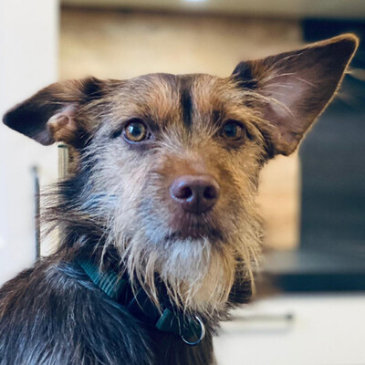 Bellina, Rauhaar-Dackel-Mix - Hündin