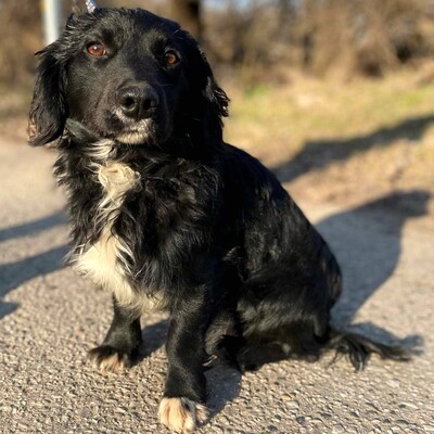 🐶 Bembe süßer Knopf könnte auch für Erstbesitzer gut geeignet sein 💥, Mischlingsrüde - Rüde