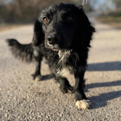 🐶 Bembe süßer Knopf könnte auch für Erstbesitzer gut geeignet sein 💥, Mischlingsrüde - Rüde