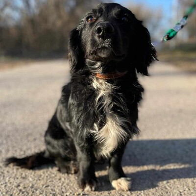 🐶 Bembe süßer Knopf könnte auch für Erstbesitzer gut geeignet sein 💥, Mischlingsrüde - Rüde