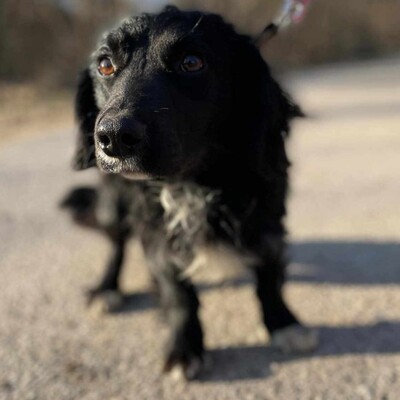 🐶 Bembe süßer Knopf könnte auch für Erstbesitzer gut geeignet sein 💥, Mischlingsrüde - Rüde