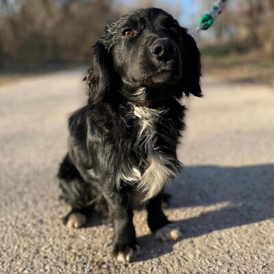 🐶 Bembe süßer Knopf könnte auch für Erstbesitzer gut geeignet sein 💥, Mischlingsrüde - Rüde