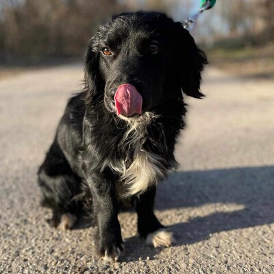 🐶 Bembe süßer Knopf könnte auch für Erstbesitzer gut geeignet sein 💥, Mischlingsrüde - Rüde