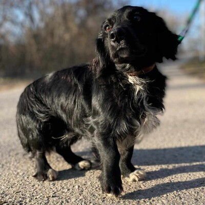 🐶 Bembe süßer Knopf könnte auch für Erstbesitzer gut geeignet sein 💥, Mischlingsrüde - Rüde