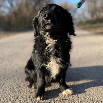 🐶 Bembe süßer Knopf könnte auch für Erstbesitzer gut geeignet sein 💥, Mischlingsrüde - Rüde