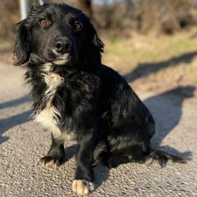 🐶 Bembe süßer Knopf könnte auch für Erstbesitzer gut geeignet sein 💥, Mischlingsrüde - Rüde