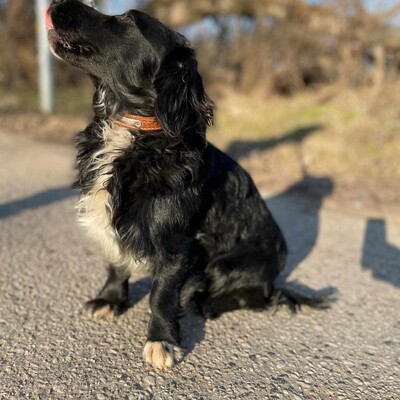 🐶 Bembe süßer Knopf könnte auch für Erstbesitzer gut geeignet sein 💥, Mischlingsrüde - Rüde