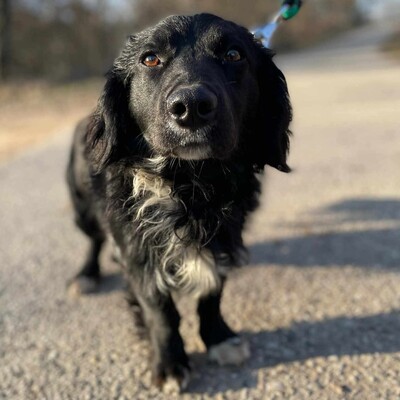 🐶 Bembe süßer Knopf könnte auch für Erstbesitzer gut geeignet sein 💥, Mischlingsrüde - Rüde
