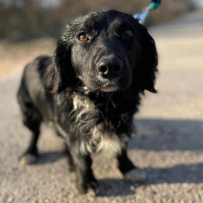 🐶 Bembe süßer Knopf könnte auch für Erstbesitzer gut geeignet sein 💥, Mischlingsrüde - Rüde