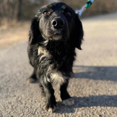 🐶 Bembe süßer Knopf könnte auch für Erstbesitzer gut geeignet sein 💥, Mischlingsrüde - Rüde