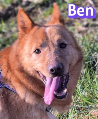 Ben, Mischling - Rüde