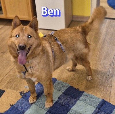 Ben, Mischling - Rüde
