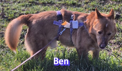 Ben, Mischling - Rüde