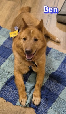 Ben, Mischling - Rüde