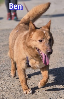 Ben, Mischling - Rüde