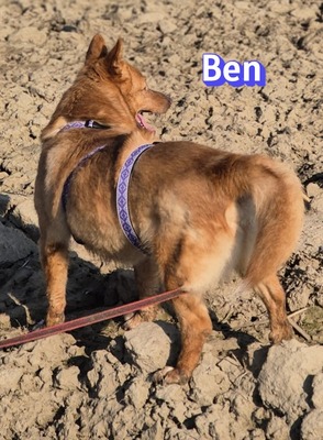 Ben, Mischling - Rüde