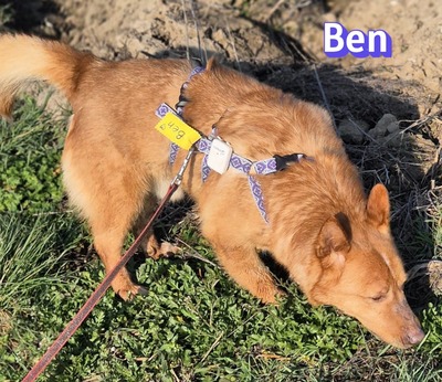 Ben, Mischling - Rüde