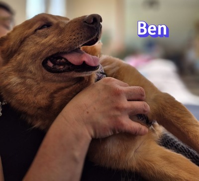 Ben, Mischling - Rüde