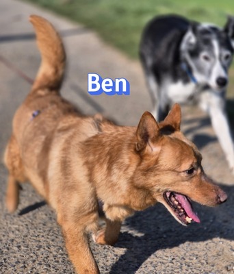 Ben, Mischling - Rüde