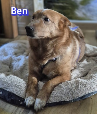 Ben, Mischling - Rüde