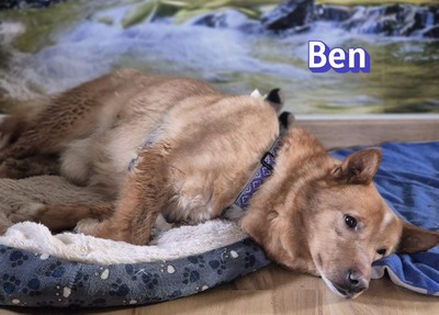 Ben, Mischling - Rüde