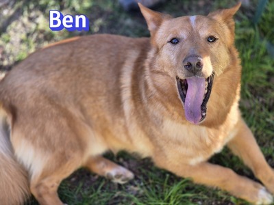 Ben, Mischling - Rüde