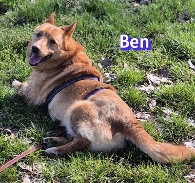 Ben, Mischling - Rüde