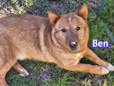 Ben, Mischling - Rüde