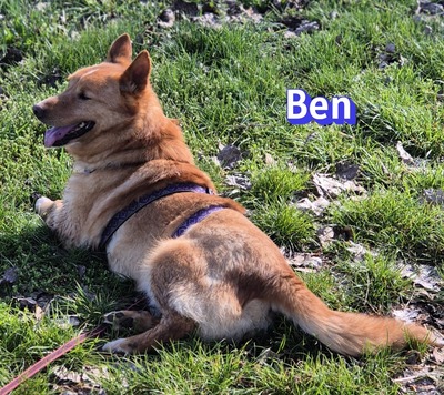 Ben, Mischling - Rüde